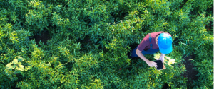 homme tient une tablette dans un champ de verdure