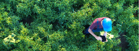 homme tient une tablette dans un champ de verdure