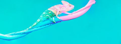 Un caméléon passant du bleu au rose