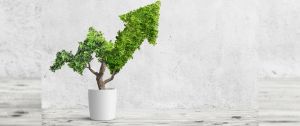 Un arbre dont les feuilles forment une flèche ascendante dans un petit pot