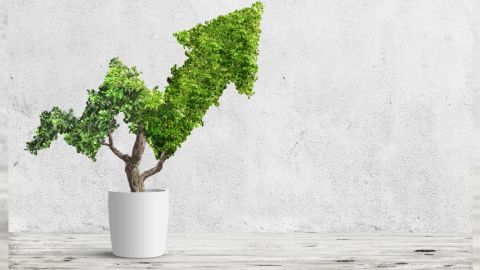 Un arbre dont les feuilles forment une flèche ascendante dans un petit pot