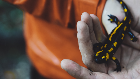 salamandre dans la main d'un homme