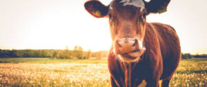 Une vache dans un pré