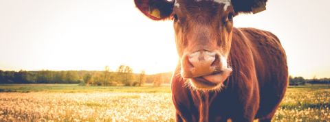 Une vache dans un pré