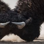 Deux bisons qui se battent
