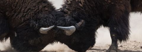 Deux bisons qui se battent