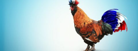 Un coq sur fond bleu avec une queue tricolore
