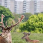 Des cerfs proches d'une ville