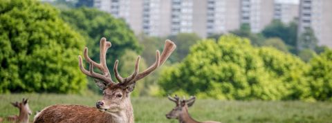 Des cerfs proches d'une ville