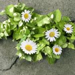 des fleurs poussant à travers du goudron