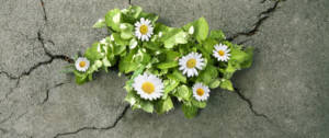 des fleurs poussant à travers du goudron