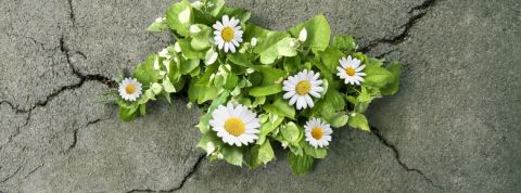 des fleurs poussant à travers du goudron