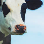 Une vache sur un fond bleu