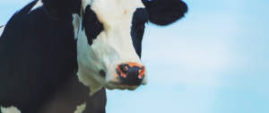 Une vache sur un fond bleu