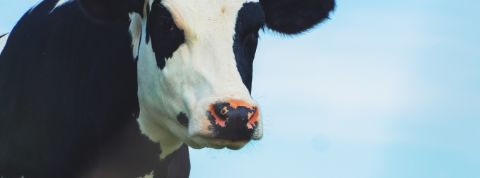 Une vache sur un fond bleu