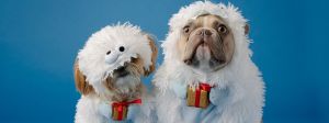 Deux chiens avec un petit cadeau accroché au collier