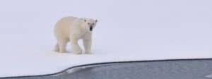 Ours polaire