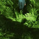 Une forêt