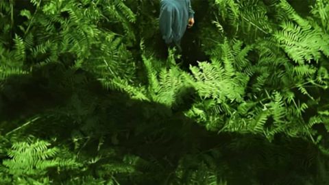 Une forêt