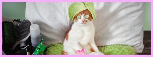 Un chat qui se fait une journée spa