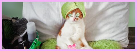 Un chat qui se fait une journée spa
