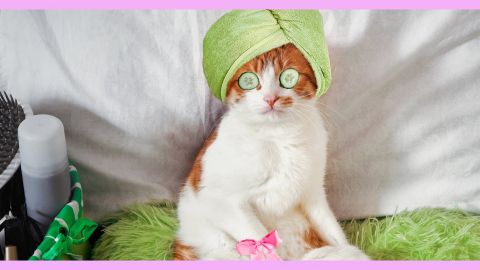 Un chat qui se fait une journée spa
