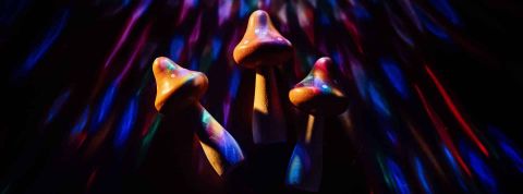 champignons hallucinogènes