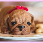 Un petit chien allongé dans une assiette