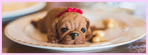 Un petit chien allongé dans une assiette