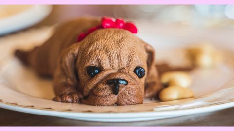 Un petit chien allongé dans une assiette