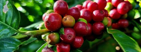 Cafeier
