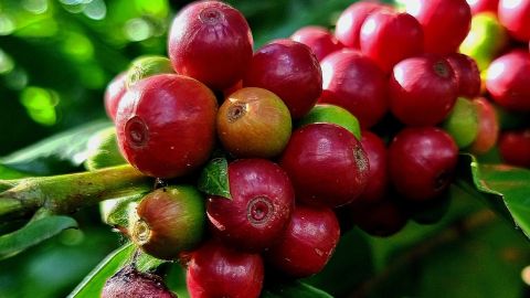 Cafeier
