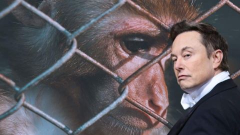 Elon Musk devant un singe en cage