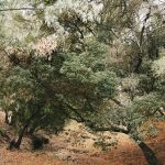 Des arbres du Sud