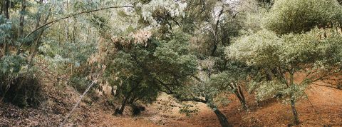 Des arbres du Sud