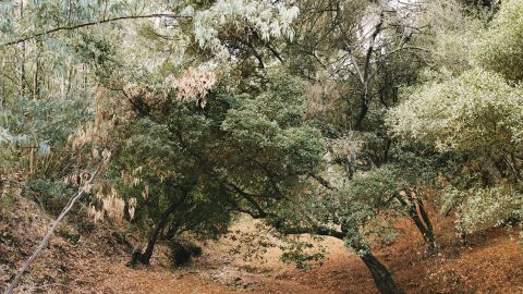 Des arbres du Sud