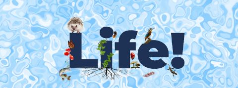 05-06-Life-festival