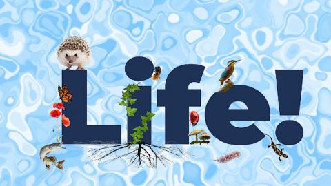 05-06-Life-festival