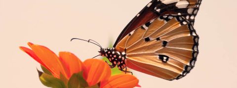 Papillon damier d'Edith sur ciel orangé