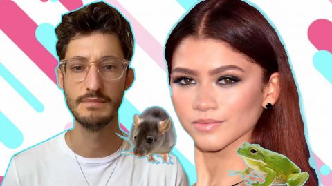 Êtes-vous plutôt souris ou grenouille&nbsp;? Sur Tiktok, il faut choisir son camp