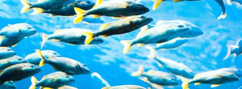 Un banc de poissons bleus et jaunes