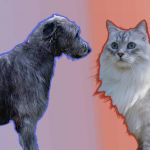 Un chien sur fond bleu, un chat sur fond rouge