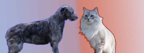 Un chien sur fond bleu, un chat sur fond rouge