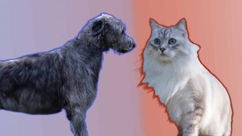 Un chien sur fond bleu, un chat sur fond rouge