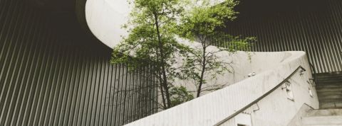 escalier avec arbre au milieu