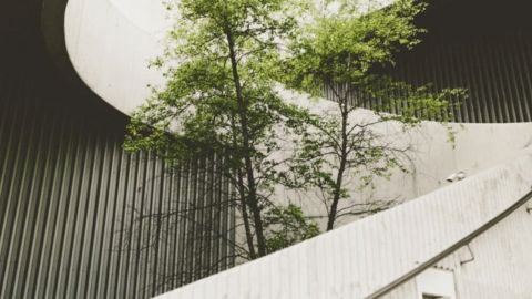 escalier avec arbre au milieu