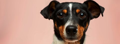 Un chien au regard un peu triste