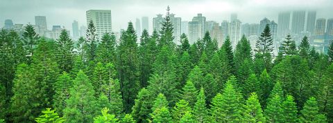Une forêt avec une ville en fond