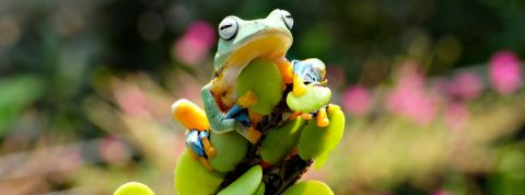 Une grenouille multicolore