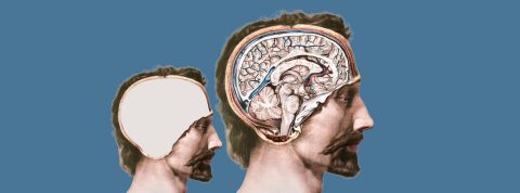 Sac d’organes et clone sans cerveau&nbsp;: le projet extrême des fous de la longévité